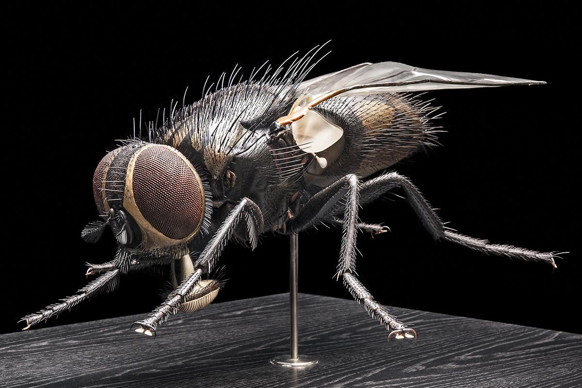 Das Foto zeigt das 50-fach vergrößerte Modell einer Stubenfliege von 1932. Das Foto zeigt das 50-fach vergrößerte Modell einer Stubenfliege von 1932.