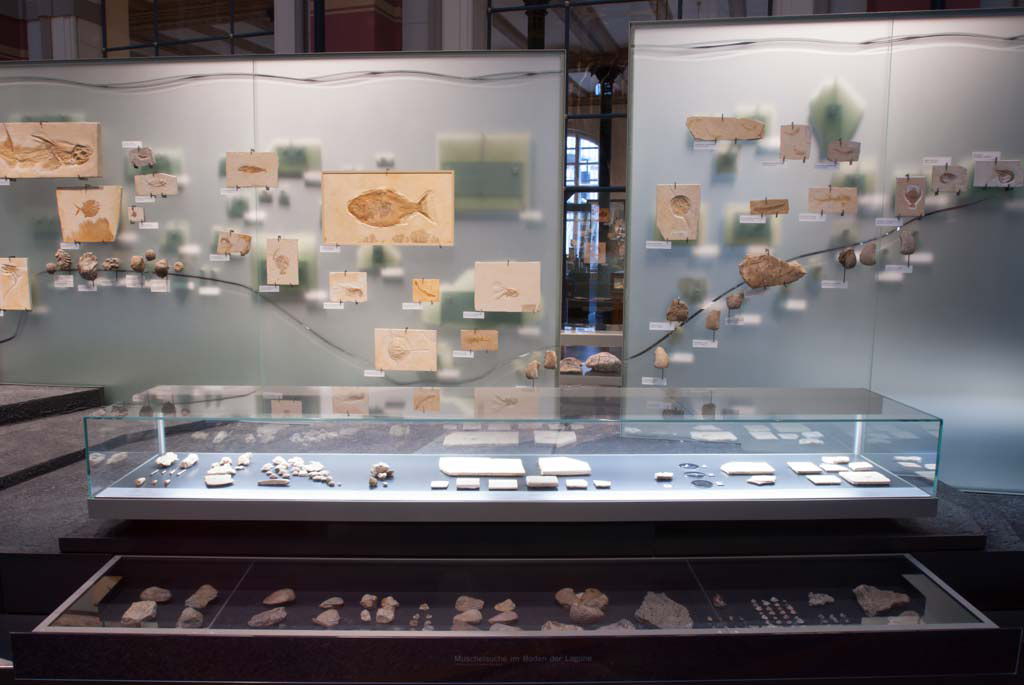 Das Foto zeigt eine Glaswand, an welcher marine Fossilien aus den Lagerstätten Tendaguru, Eichstätt, Solnhofen gezeigt werden. Das Foto zeigt eine Glaswand, an welcher marine Fossilien aus den Lagerstätten Tendaguru, Eichstätt, Solnhofen gezeigt werden.